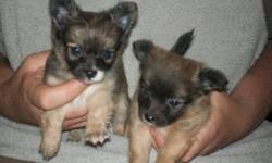 long hair male chihuahua puppys they have first set of shots & have been dewormed avalable on june 9 please call for more info........