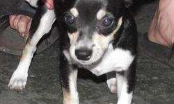 I have little short hair female Chihuahua. She was born on January 19th 2011. She is shorter and is mostly black with white socks and chest. She weighs approx. 4lbs and is $300. She is playful, loves to run around and loves attention. She comes with her