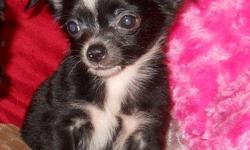 1 Male Chihuahua born on 4-11-11. UTD on shots and comes with a health warranty.
For More Info
Call/Text: 262-994-3007Â­Â­Â­Â­Â­Â­Â­Â­
** Credit Cards Accepted (Visa/MasterCardÂ­Â­Â­Â­Â­Â­Â­Â­Â­Â­Â­Â­Â­Â­Â­Â­Â­Â­)Â­Â­Â­Â­Â­
*Â­Â­* Financing Available
** Shipping Available
** Microchipped
