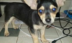 Pure breed chihuahua puppy, male;He is very cute and playfull color black and brown, 3 months. $200 or best offer.