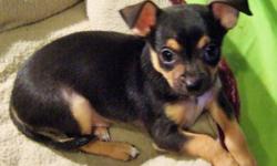 MALE, Black & Tan, CKC, Purbred&nbsp;Chihuahua Puppy, DOB:&nbsp; 11/24/14.&nbsp; He has had two rounds of (5 in one) puppy vaccinations, been dewormed, vet checked, NEG Fecal Test! He is being puppy pad trained and is very pretty, fiesty, playful, funny,