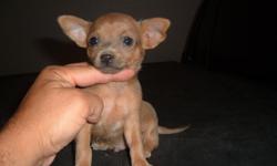 Buddy is a Chihuahua male pyppy 8 weeks old&nbsp;very playful, freindly has current shots and dewormed.
209-8122232