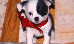 Christmas Chi Pup! This is Skye. He is a beautiful blue and white smoothcoat who is ready to go to his new home Dec 23rd. Skye is a home-raised pup with wonderful breeding. He is a real cuddler and will sit on your lap all day if you want him to. Health