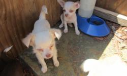 2&nbsp;MALES&nbsp;BOTH&nbsp;&nbsp;SHORT HAIR ,&nbsp;PLAYFUL , OWN PARENTS MOTHER IS 4 LBS , FATHER IS 3 LBS , THEY WILL BE SMALL. THEY ARE ALREADY REGISTERED , WILL TAKE DEPOSIT TO HOLD, $400 EACH ,&nbsp;WILL BE READY ON MARCH 11TH &nbsp;( TEXT ONLY