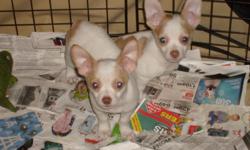 sweet beautiful socialized chihuahua puppies 2 left 1 male white with fawn spots 1 female&nbsp;mostely white with fawn spots&nbsp; notice 1 side has a heart spot first 2 sets of shots wormed 8 weeks will hold till christmas &nbsp;