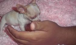 &nbsp;
Beautiful Apple Head Chihuahua very tiny Micro Females
9 weeks old
Pinky 20 oz (Red)
Binky 18 oz (Red/White)
$1000.00 each
&nbsp;
Eating Nutro Natural Choice Small Breed Puppy Food
Loving Gentle Wonderful disposition and Temperament
Raised in a