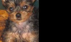 I have 2 male chihuahua puppies..one is black/tan with white on his chest, long hair. the other puppy is black/tan short hair. they were 8 weeks old on june 24th. I also have 2 yorkies, 1 male, 1 female...they were 8 weeks old on june 22nd. All puppies