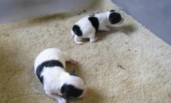 I have 2 CKC reg. female Chihuahuas for sale. Born April 19, 2011. They are white w/ black markings. They will come with CKC papers, shots, wormings, food, pee pads, and lots of TLC. They are $500 ea., I do accept a non-refundable deposit of $150, which