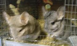 Several Chinchillas available....
Babies... 3 months to 1 yr old. Many colors including - grey, biege, white, pink white, charcoal
ebony, violet, violet wrap. Boys and girls.
Adults - Rehomes/Rescues. Ages vary from 2 yrs to 8 yrs. Several colors.