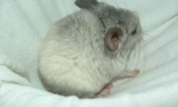 We have baby chinchillas for sale they will be ready in 2-6 weeks. We are accepting deposits of $50 to hold the one you want, if you want a pair we will take $25 dollars off the price of the chinchillas. With out the deposit we will not hold them but we