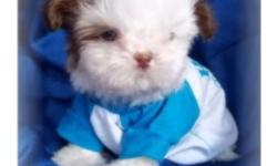 Hi I have a litter of Imperial Shih Tzu Puppies 3 boys and 5 girl well be ready to go to there new homes on July 7 they will be around 5 to 6 lbs with short legs If your are interested we are now taking deposits for more info please call me or txts at
