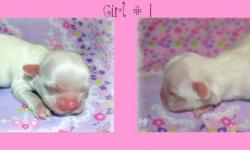 Hi I have a new litter of Chinese Imperial Shih Tzu Puppies 2 boys and 2 girls well be ready to go to there new homes in September They are AKC registered so if your looking for a Imperial or a tea cup you came to the right place some of these babies have