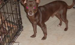 Chocolate color&nbsp;male Chinhuahua&nbsp;for sale. Born November 3, 2011.&nbsp;Very sweet&nbsp;temperament good with other animals and people. House broken and easy to trained. He's not a yapper. He would also make a good stud dog if seeking&nbsp;to mate