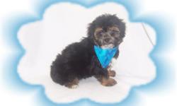 This baby boy will make you smile. He is happy and playful. He has been raised with children and will make a great family pet. He is a Chihuahua and a Poodle Mix-"Chipoo".He is micro chipped. He comes with his first series of shots, wormings and a Vet