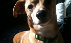 Oscar is a 2 1/2 year old chiweenie. He weighs somewhere in the neighborhood of 13 lbs. He is neutered and up to date on shots. Oscar loves attention! He loves just sitting with you and being loved on but he is also capable of lounging by himself when you