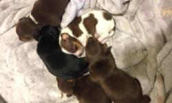 Get first pick of the litter.&nbsp; They will be ready to go home with all wormings and first shots on 12/7.&nbsp; Colors include black with tan markings, chocolate with white markings,and white with chocolate spots.&nbsp; Loving babies.&nbsp; Please