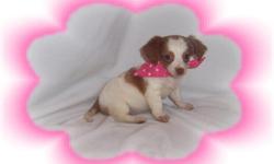 This baby gir is so sweet. She is full of love and kisses. She is ready to be spoiled by a new family. She is a Dachshund and a Chihuahua mix -"Chiweenie". You will love her personality!She is micro chipped.She comes with her first series of shots,