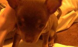 8 week old chocolate chihuahua puppy.
Goes by the name of Misty, or Missy.
She comes with: dog kennel, puppy food, chew toys and a few other things for puppies.
I'm asking for $275.00, for the puppy and all.
If you have any questions, please ask.