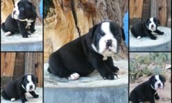 Chocolate English Bulldog MALES only im rehoming them with a fee of $1600 family pets only With AKC $3000 they have there 2 set of shots been vet check come with a 1 year health Guaranteed by contract and puppy package , they have been rasiesd with my