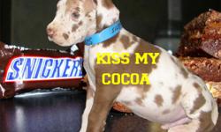 Kiss My Cocoa is proud to announce the arrival of this beautiful ?true? chocolate litter; no imitations here! Sire and dam of this litter are completely unrelated. ~~ Tex, a handsome AKC chocolate dilute is the proud dad and Sherri, a stunning CKC