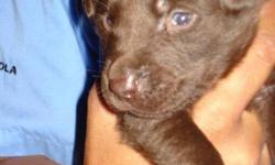 Labrador Retriever, Male, Female, $325.00 FIRST MULTIPLE SHOT, DEWORMED MORE PICTURES AND DETAILS AT 619-408-4214