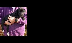 It's best to adopt! Born October 26, baby Majic was born to a large chocolate lab (father) and red heeler/mix mother.&nbsp; Majic is black with 3 white paws, chest and chin.&nbsp; She is spayed and up to date with her vaccinations. There are also 3 other