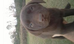 Full blooded chocolate lab puppies for sale. 7 weeks old not registered