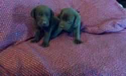 Chocolate Labrador Retrievers&nbsp; 6 weeks old to 4 months old Male and Female AKC paperwork available up to date on all shots and deworming Call -- or -- or check out our web site at txlabretrievers.com