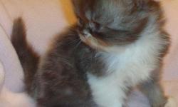 I have some gorgeous rare colors persians Champion and grand champion in pedigree old Usa Pedigree..Females and males.. Chocolate, chocolate/white, chocolate/fawn smoke, Chocolate&nbsp; Torti, lilacs...PKD, FELV, FIV neg...this is pet price breeding