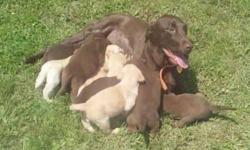 GREAT FATHERS DAY GIFT!!!!!!!
Full Blooded Non Registered Lab Puppies
Home Raised and played with daily. Mom and Dad on property. All puppies come with 1st Shots, worming, Health Guarantee. Chocolate Males $150.00 Chocolate & Yellow Females $200.00
Will