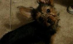 Neutered male Chorkie. Born 10/11/13. Up to date on all vaccinations. Very friendly and playful. Does not shed. He is around 8 lbs.
