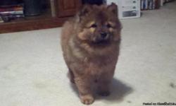 I have 2 female Chow Chow Puppies. They are APR Registered with a 3 generation pedigree included. 1 is a Dark Red with a Black Mask and the other is Cinnamon. Please contact me at (810) 247-1312. They are 12 weeks old.