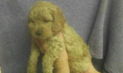 2 Male Cock-A-Poo's (Cocker Spaniel/Toy Poodle's) born on 10-20-12. UTD on shots, vet checked, and comes with a health warranty and health certificate.
** Shipping Available
** Credit Cards Accepted (Visa/MasterCard, Discover)
** 90 Days Same as Cash No