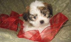 Male Cuddle Bear (Maltese/ShihTzu) born on 10-17-12. UTD on shots, vet checked, and comes with a health warranty and health certificate. &nbsp;
&nbsp;
** Mom is a ShihTzu (8 pounds)
** Dad is a Maltese (6 pounds)
** Shipping Available
** Credit Cards