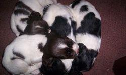 English Springer Cocker Spaniel Pups for sale. Call Mitch at 503 758 4941.