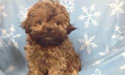 Male PekaPoo (Pekingese/Toy Poodle) born on 9-24-12. UTD on shots, vet checked, and comes with a health warranty and health certificate.
&nbsp;
** Microchipped
** Shipping Available
** Credit Cards Accepted (Visa/MasterCard, Discover)
** 90 Days Same as