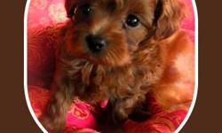Meet out Royal Red Poodles. Born 10/22/10 Our pampered pups will be ready to leave our tender loving care right before Christmas. We are taking a $100.00 non-refundable deposit to hold your royal beauty for that special person at Christmas. Our puppies go