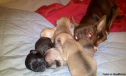 Mom in pure chocolate Chihuahua, Dad is pure Pug. Mom had 3 females (one solid black) and 2 males. Large litter for her size. Born Oct 26, 2012: All have the pug face and marking except for the black little girl. Mom and Dad both have great dispostions