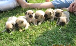 Pug/Chihuahua mix (mom full blood Pug; dad full blood Chihuahua)
DOB 5/10/11
2 females; 5 males
Available for local delivery or pick up