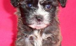 Hi There! I'm Cinders, the sweetest Female Shihpoo! I'm a designer breed between a Shihtzu and Poodle. I've always wanted to find that special friend that would love me and never want to let me go! I was born June 8, 2016 and I currently weigh 1.1 lbs. My