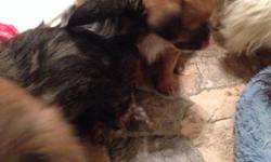 CKC Shorkie Tzu's puppies, three females $600.00 and three males $550.00. Mother is a Shih Tzu and Father is a Yorkie. Both parents are in the home. They were born on January 17, 2014. They should weigh between 5 to 8 pounds. They are very playful and