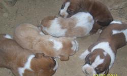 I have 5 new babies that were born 7-23-2011. There is 3 females and 2 males. The females are almost solid colors and the 2 males spotted.They are red/white and lemon/white. Here are some pictures of the puppies and their parents. I have one set of the