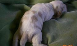 Born 1-20-11. I have 3 tri-colored females. Puppies will be taken to the vet at 6 weeks for physical,shots, and wormed. Parents on site. Taking deposits of $100.00 to hold till puppies are ready to go to their new homes. Call for more information.
