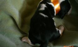 Born 1-20-11. I have 3 tri-colored females available. I have a vet appointment on March 3, 2011 for the puppies to get a check-up,shots, and worming. Puppies will be ready to go to their new homes the first weekend in March. Taking a $100.00 deposit to