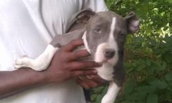 1 boy 1 girl ckc blue pit bull pups.has all shots 13 weeks old call 2564973784