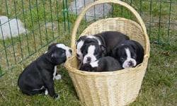 CKC Registered Boston Terrier Puppies. Only 2 Left From Litter. Black and White. UTD on Shots and Dewormed.