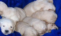 We have a new litter of CKC Champion Blood Line Golden Retriever Puppies for sale. Puppies were born on Dec 12th 2010 and will be ready to go on Jan 25th 2011. 6 male and 1 female. Each will have papers for register, first vac. shots, 2nd deworming. Sire