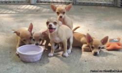 BEAUTIFUL CKC CHIHUAHUA PUPPIES BORN MAY 4 AND READY FOR THEIR NEW HOMES. THREE FEMALES AVAILABLE. GOLDEN IN COLOR AND SHORT HAIRED. PUPPIES HAVE HAD THEIR FIRST TWO SETS OF VACCINATIONS AND ARE UP TO DATE WITH WORMING. THEY WILL LEAVE MY HOME WITH THEIR