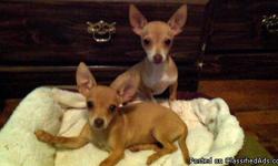 BEAUTIFUL CKC CHIHUAHUA PUPPIES BORN MAY 4 AND READY FOR THEIR NEW HOMES. TWO FEMALES AVAILABLE. GOLDEN IN COLOR AND SHORT HAIRED. PUPPIES HAVE HAD THEIR FIRST TWO SETS OF VACCINATIONS AND ARE UP TO DATE WITH WORMING. THEY WILL LEAVE MY HOME WITH THEIR