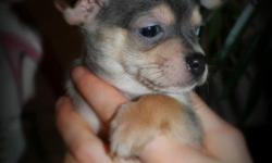 Hi my name is Rico, i am a CKC tea cup chihuahua the color of me gray with white and cream spotting.
DOB.12/02/2013
I love to cuddle,play, and fallow my owner.. im also smart,quit,love to observe the place around. I will be around 3-5 lb full grown.. I